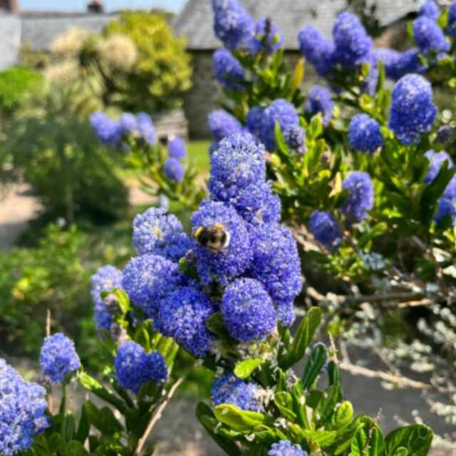 Spring time the perfect time to witness our garden come alive. We’re blessed to be in Cornwall and will do anything to protect such a special place. Next time you visit us take a walk around our flower-rich garden dedicated to creating the perfect habitat for pollinators, grasshoppers, and caterpillars.

#ThePlumeOfFeathers #ThePlumeMitchell #Mitchell #VisitCornwall #Spring #Bees #SpringFlowers